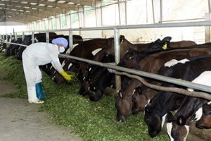 Tuyển thực tập sinh đi làm việc tại Nhật Bản ngành nghề chăn nuôi bò sữa